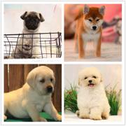 钦州犬舍地址卖狗的地方