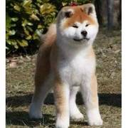 唐山哪里有卖秋田的 三个月秋田幼犬多少钱 秋田价格