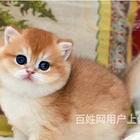 江苏南通猫舍直销金渐层哪里买
