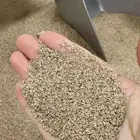 抚州新的早熟禾草籽销售市场