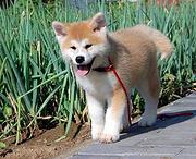 肇庆卖秋田犬的养殖场，养殖场秋田犬一般卖多少钱