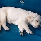 出售爱犬