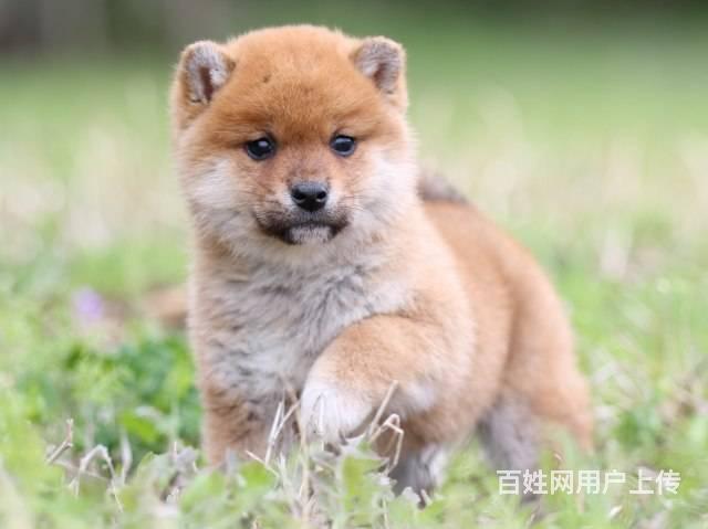 纯种柴犬幼犬  日本柴犬基地,三个月包退换的图片