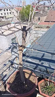 酸石榴树