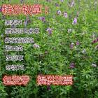 池州附近的紫云英供应商