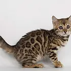哪里有孟加拉豹猫卖的 孟加拉豹猫价格 孟加拉猫