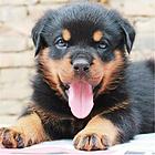 泰安【*推荐】罗威纳犬舍‖罗威纳养殖场