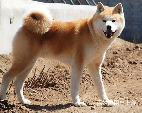 纯种秋田犬多少钱一只 日系秋田 3个月大秋田犬