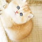 那里有猫咪金渐层短毛猫 随便拍都好看 无病无鲜