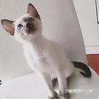 黄冈纯血暹罗猫幼猫全国包邮