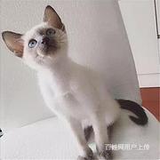 泉州完美双血统暹罗猫价钱
