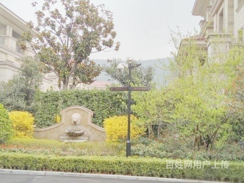 【图】- 旅游路南 辅仁原山九号现房双拼别墅院300平 - 济南历下二手