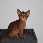 哪里有红阿比猫卖的 双血统阿比西尼亚猫多少钱
