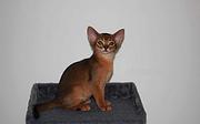 阿比西尼亚猫价格 红阿比多少钱 红阿比好养吗