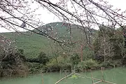 待春暖花开 好茶相待 安吉等着您 小戴白茶