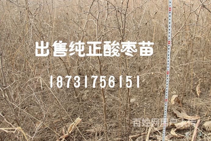 出售酸枣苗《全国最大酸枣苗繁育基地》酸枣苗优良品种