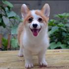威海哪里有自家繁殖纯种柯基犬 质保终身 签协议