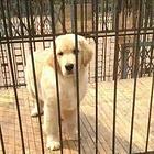 荆州金毛价格_金毛多少钱金毛图片_纯种金毛幼犬