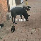 卖黑狼狗仔