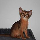 阿比西尼亚猫价格 红阿比多少钱 红阿比好养吗