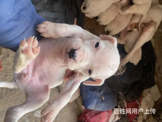 抱窝优惠的图片