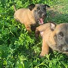 出售自家养的小马犬