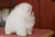 精品哈多利博美犬 博美幼犬出售 博美犬好养吗