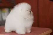 博美犬价格_博美照片_博美犬_博美多少钱