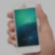 大量出售水稻秧苗
