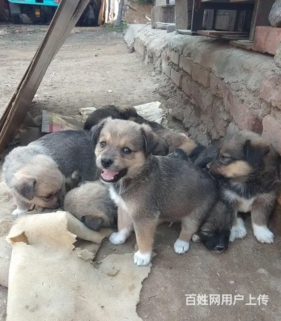 出售小笨狗，狗崽儿的图片
