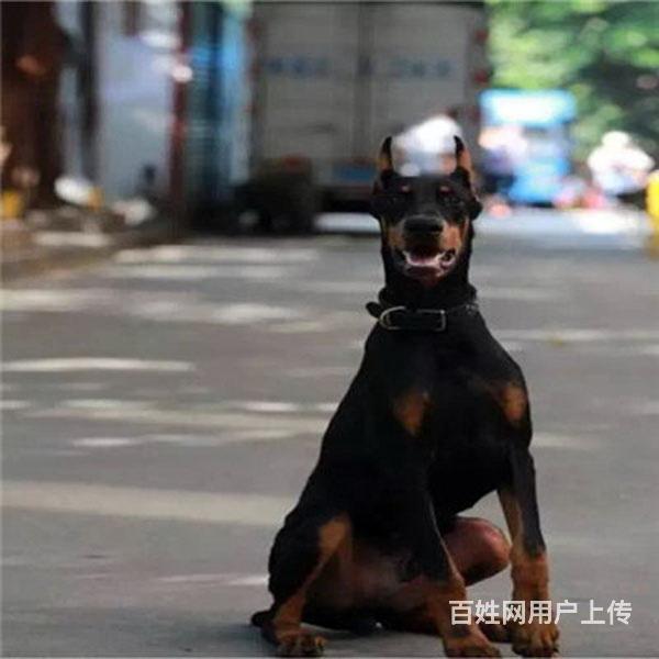 赤峰杜宾活体购宠中心电话地址的图片