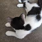 自家出生猫宝宝
