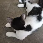 自家出生猫宝宝