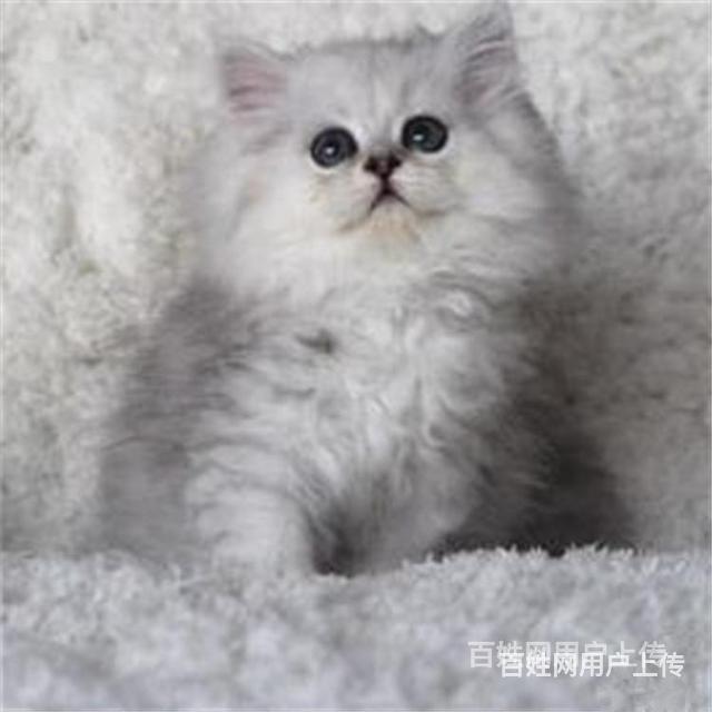 河南信阳大眼爆毛金吉拉一般多少钱的图片