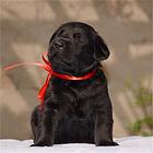 四平哪里有拉布拉多卖 拉布拉多犬舍信息