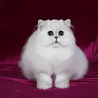 九江纯种金吉拉猫舍 正规猫舍家庭式繁育