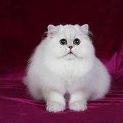 新乡纯种金吉拉猫舍 正规猫舍家庭式繁育