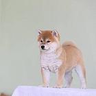 出售日系柴犬 保纯保健康可签订质保协议柴犬幼犬