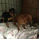 楚雄本地小鹿犬犬舍，本地小鹿犬在哪里