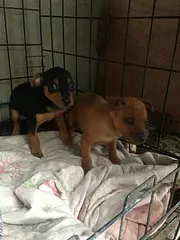 白山本地小鹿犬价格，本地哪儿可以买到小鹿犬