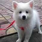 张掖【十年老店】常年繁殖优质血统银狐幼犬