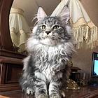哪里有缅因猫卖的 无病无廯 双血统缅因猫多少钱