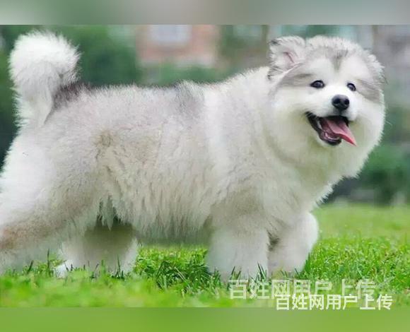 阿拉善法斗狗场地址法斗狗场位置的图片