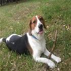 商丘卖比格犬的养殖场，养殖场比格犬一般卖多少钱