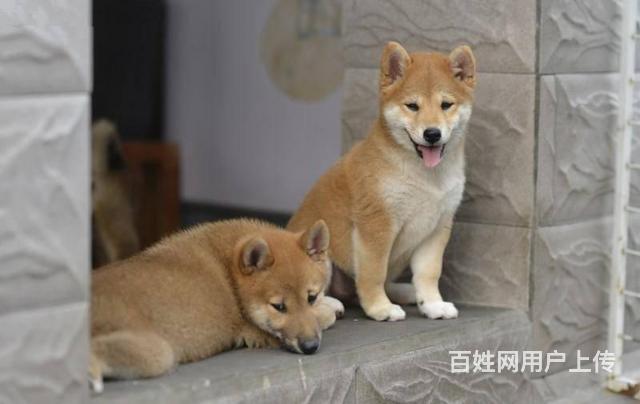 北京日本柴犬多少钱 日本柴犬价格 日本柴犬图片