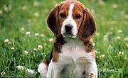【首选推荐】阳新本地比格犬价格，本地哪儿可以买到比格犬