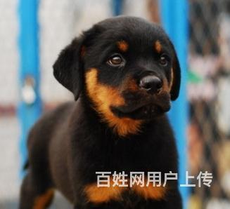 徐州有什么靠谱的罗威纳犬舍推荐吗的图片