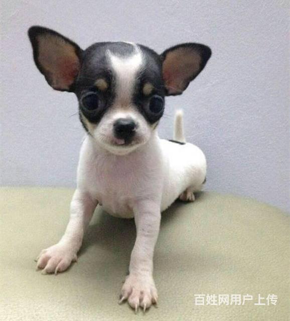 出售吉娃娃幼犬 茶杯体吉娃娃 纯种吉娃娃价格