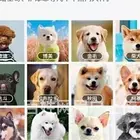 【同城推荐】衡阳衡阳靠谱犬舍售卖法国斗牛犬 上门自提