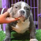 嘉善恶霸犬多少钱、美国恶霸价格、纯种恶霸犬